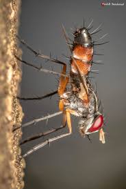 Attēlu rezultāti vaicājumam “Cylindromyia sp.”