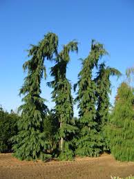 Attēlu rezultāti vaicājumam “Chamaecyparis lawsoniana”