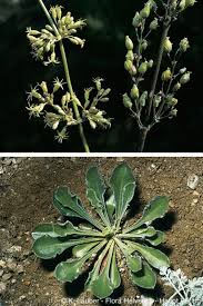 Attēlu rezultāti vaicājumam “Silene otites”