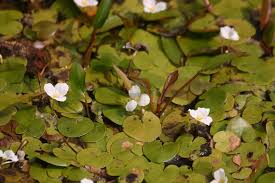 Attēlu rezultāti vaicājumam “Hydrocharis morsus-ranae flower”