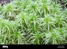 Attēlu rezultāti vaicājumam “Sphagnum squarrosum”