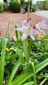 Image result for beladona