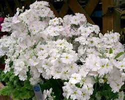 Image result for Primula malacoides