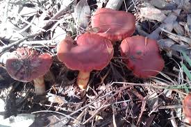 Attēlu rezultāti vaicājumam “Craterium aureonucleatum young”