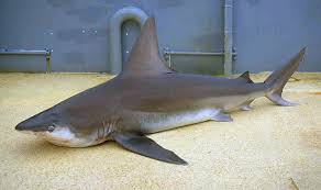 Image result for Carcharhinus obscurus