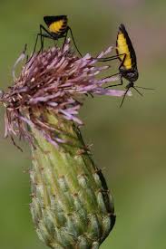 Attēlu rezultāti vaicājumam “Sciara analis”