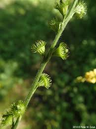 Attēlu rezultāti vaicājumam “Agrimonia pilosa bud”