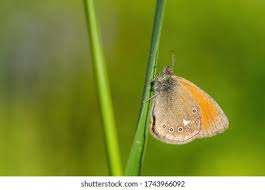 Attēlu rezultāti vaicājumam “Coenonympha glycerion underside”