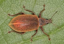 Attēlu rezultāti vaicājumam “Polydrusus mollis”