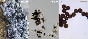 Attēlu rezultāti vaicājumam “Physarum bitectum”