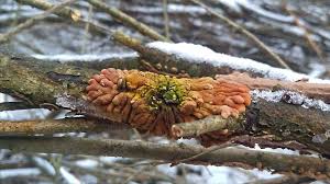 Attēlu rezultāti vaicājumam “Hypocreopsis lichenoides”