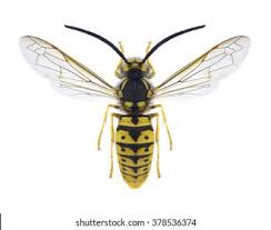 Attēlu rezultāti vaicājumam “Vespula germanica male”