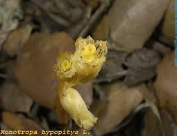 Attēlu rezultāti vaicājumam “Monotropa hypopitys fruit”
