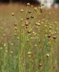 Attēlu rezultāti vaicājumam “Linum usitatissimum bud”
