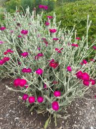 Image result for Lychnis coronaria