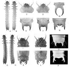 Attēlu rezultāti vaicājumam “Schizotus pectinicornis larva”