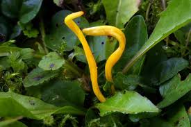 Attēlu rezultāti vaicājumam “Clavulinopsis helvola”