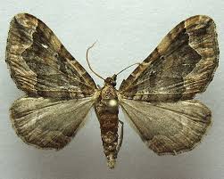 Attēlu rezultāti vaicājumam “Pelurga comitata”