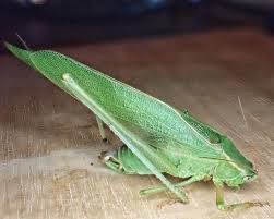 Attēlu rezultāti vaicājumam “Orthoptera”