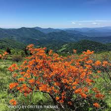 Attēlu rezultāti vaicājumam “Rhododendron calendulaceum”