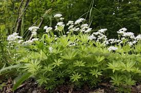 Attēlu rezultāti vaicājumam “Galium odoratum flower”
