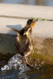 Attēlu rezultāti vaicājumam “Anas platyrhynchos juvenile”