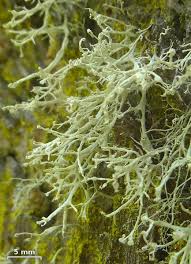 Attēlu rezultāti vaicājumam “Ramalina pollinaria”