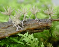 Attēlu rezultāti vaicājumam “Arcyria cinerea”