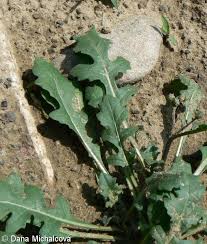 Attēlu rezultāti vaicājumam “Diplotaxis muralis”