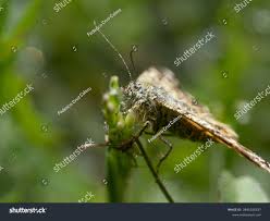 Attēlu rezultāti vaicājumam “Archiearis parthenias”