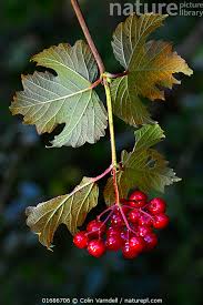 Attēlu rezultāti vaicājumam “Viburnum opulus fruit”