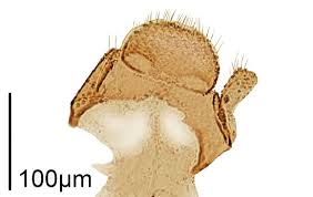 Attēlu rezultāti vaicājumam “Dienerella elongata”