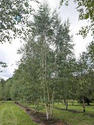 Attēlu rezultāti vaicājumam “Betula pendula var. carelica”