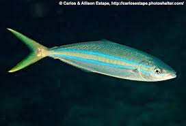 Image result for Elagatis bipinnulata