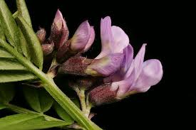 Attēlu rezultāti vaicājumam “Vicia sepium fruit”