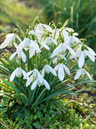 Attēlu rezultāti vaicājumam “Galanthus nivalis bud”