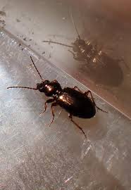 Attēlu rezultāti vaicājumam “Bembidion sp.”