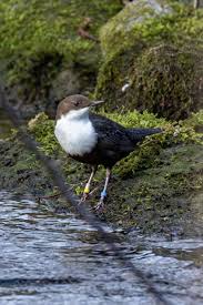 Attēlu rezultāti vaicājumam “Cinclus cinclus”