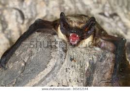 Attēlu rezultāti vaicājumam “Vespertilio murinus”