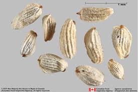 Attēlu rezultāti vaicājumam “Odontites vulgaris fruit”