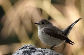 Image result for Ficedula albicilla