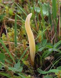 Attēlu rezultāti vaicājumam “Clavaria straminea”