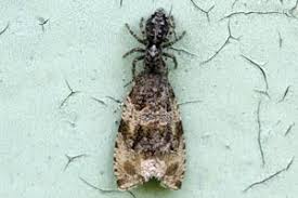 Attēlu rezultāti vaicājumam “Orthotaenia undulana”