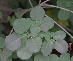 Attēlu rezultāti vaicājumam “Cotinus coggygria leaf”
