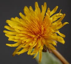 Attēlu rezultāti vaicājumam “Taraxacum suecicum”