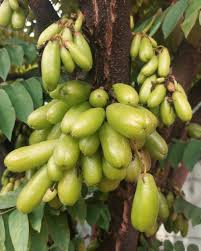 Attēlu rezultāti vaicājumam “Betula humilis fruit”