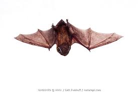 Attēlu rezultāti vaicājumam “Nyctalus leisleri”