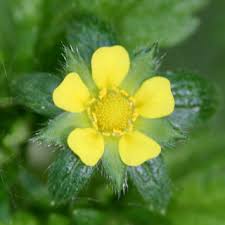 Attēlu rezultāti vaicājumam “Potentilla norvegica flower”