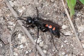 Attēlu rezultāti vaicājumam “Anoplius viaticus”