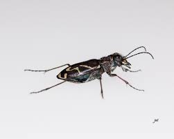 Attēlu rezultāti vaicājumam “Cicindela sylvatica imago”